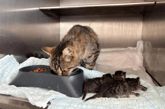 Balıkesir itfaiyesi doğru zamanlamayla hayat kurtardı