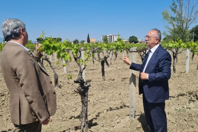 Manisa'da üreticilere genişletilmiş hibe desteği