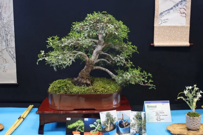 Kocaeli'de sanat tutkunları bonsai sanatı ile tanıştı