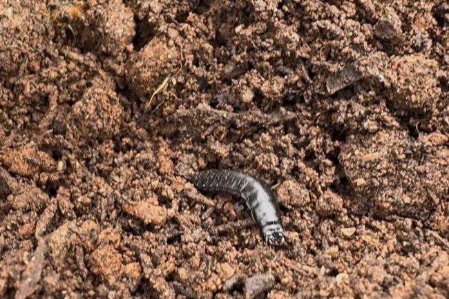 Bursa'da çamkese böceğine karşı biyolojik mücadele