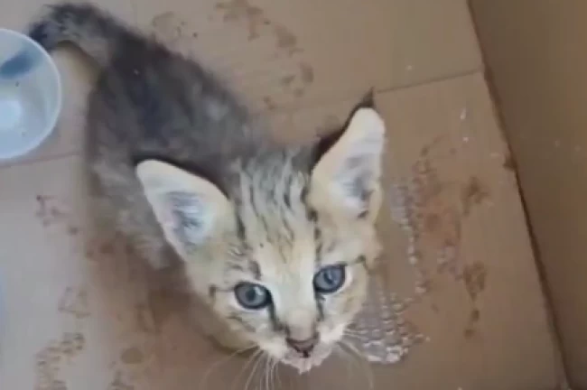 Cizre'de yavru saz kedisi koruma altında