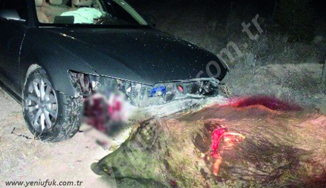 DOMUZ BİRANDA YOK OLDU!..