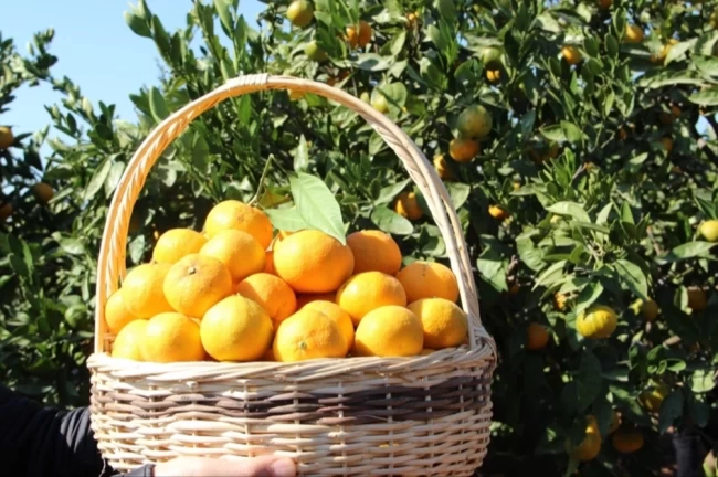 Tarım-ÜFE'de turunçgiller zirvede