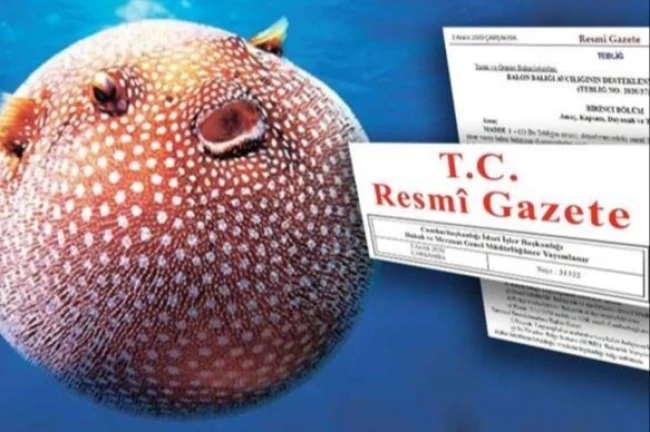 Balon Balığı avcılığı desteği artırıldı