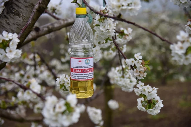 Manisa'da sirke sineğine karşı biyoteknik tuzak