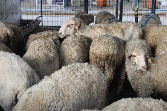 Bursa Nilüfer Kurban Bayramı'na hazır