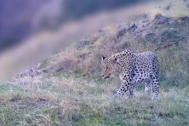 İşte 'Anadolu Parsı'nın yeni görüntüsü...