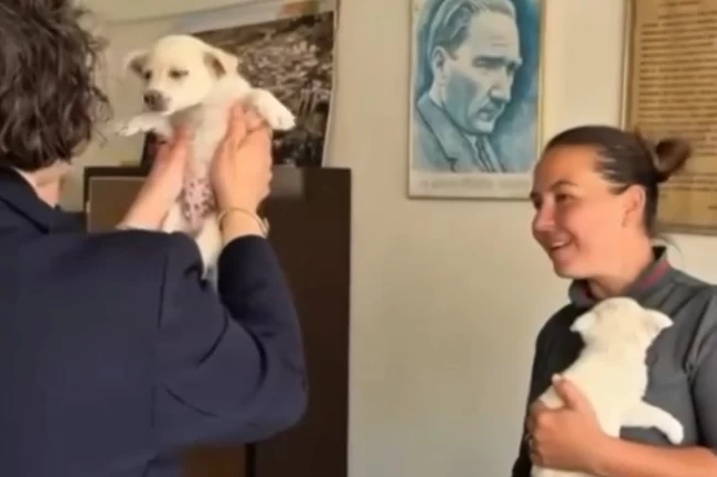 Mudanya Belediyesi evcil hayvanları sahiplendiriyor