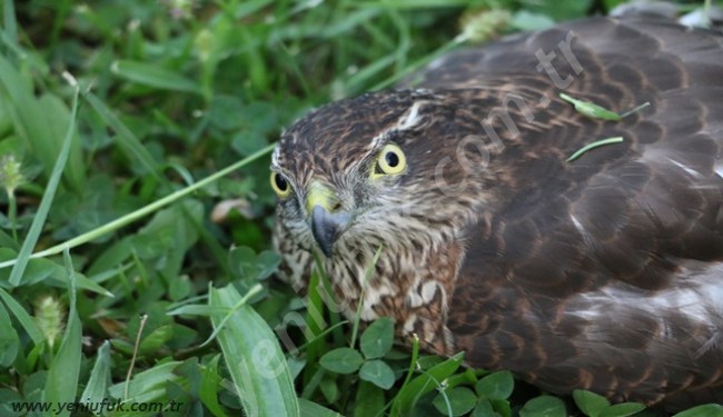 YARALI ŞAHİN'E ÇOCUK ŞEFKATİ