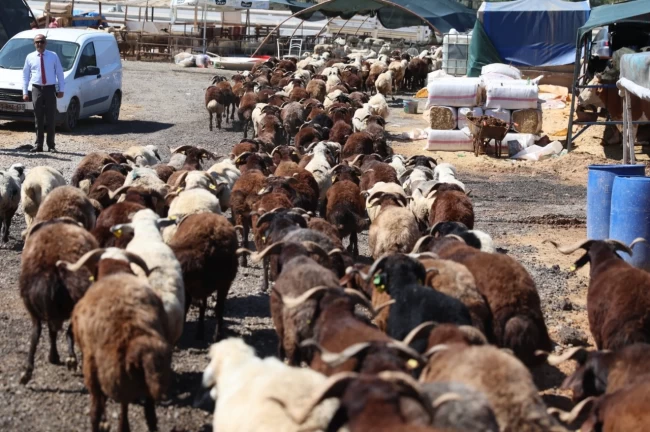 İzmir Karabağlar'da Kurban Bayramı öncesi örnek uygulama