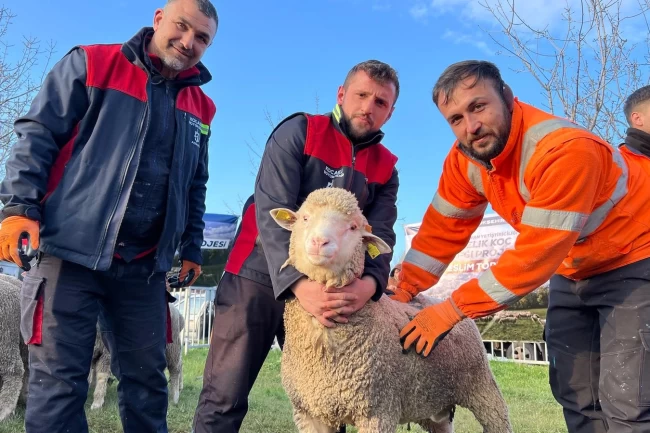 Kocaeli Büyükşehir'den üreticilere damızlık koç desteği