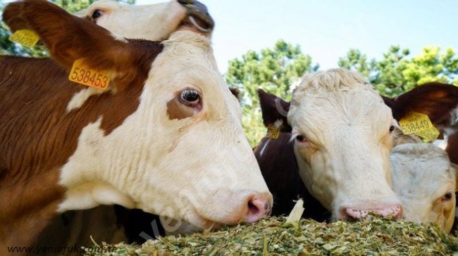 57 KÖY 2 BELDE 29 MAHALLE KARANTİNAYA ALINDI