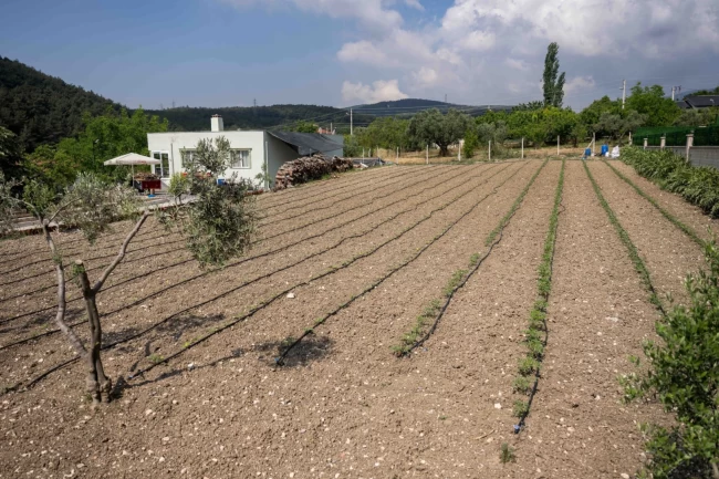 Kurbanlık hayvanların atıkları Bornova'da toprağa can oluyor