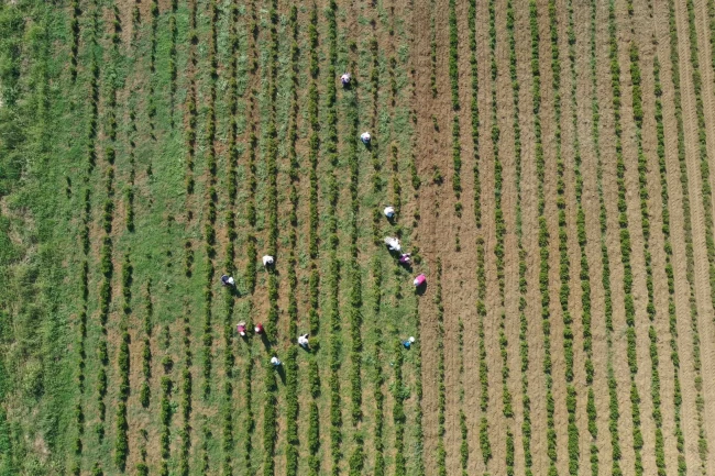 Kocaeli'de tıbbi ve aromatik bitkiler hasada hazırlanıyor