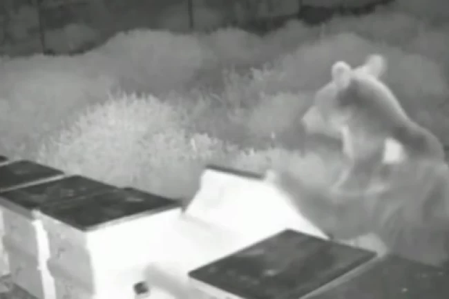 Düzce'de arı kovanlarına ayı saldırısı! Kovanları parçaladı, balları yedi!