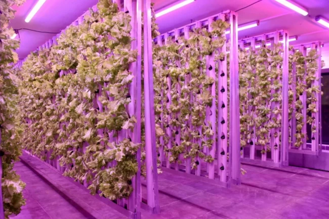 Ordu'da tarımda yeni dönem