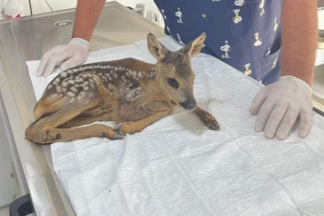 Yavru karaca korumaya alındı