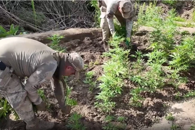 Jandarma'dan dev operasyon! 12,5 milyon liralık kenevir yakalandı