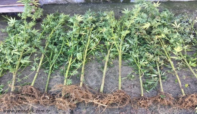 500 BİN TL UYUŞTURUCU ELE GEÇİRİLDİ