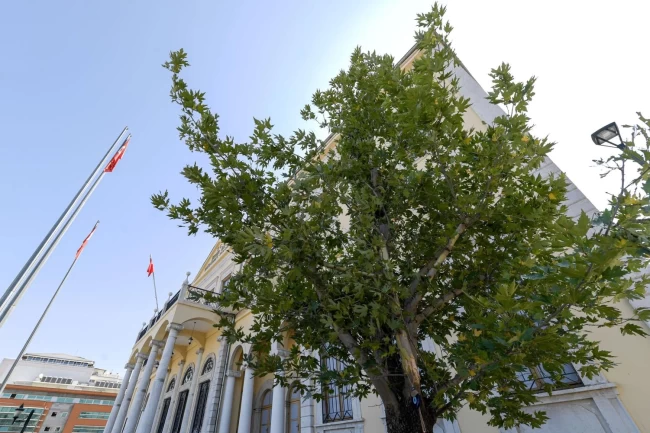 İzmir'in yeni sembolü olacak... Konak'a 'Doğu Çınarı' dikildi