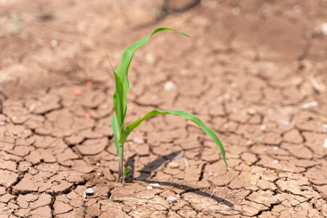 TEMA: Toprağı iyileştirmek, geleceği korumaktır