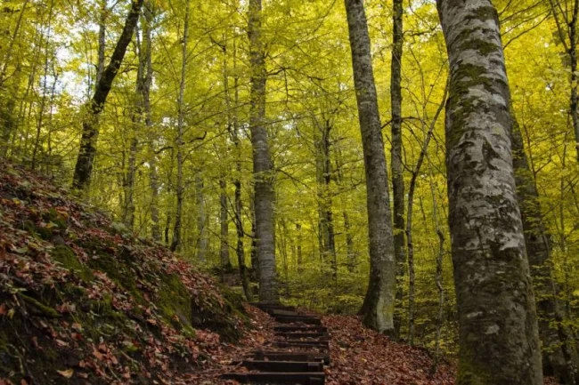 Bolu ormanlarına girişler 30 Eylül'e kadar yasaklandı!