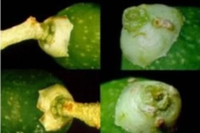 Mudanya'da zeytin güvesi ilaçlaması başladı