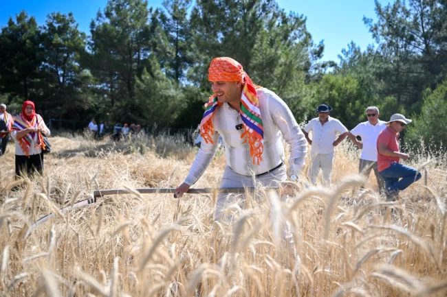 Bornova'da 5 tonluk buğday yerel üreticiye nefes olacak