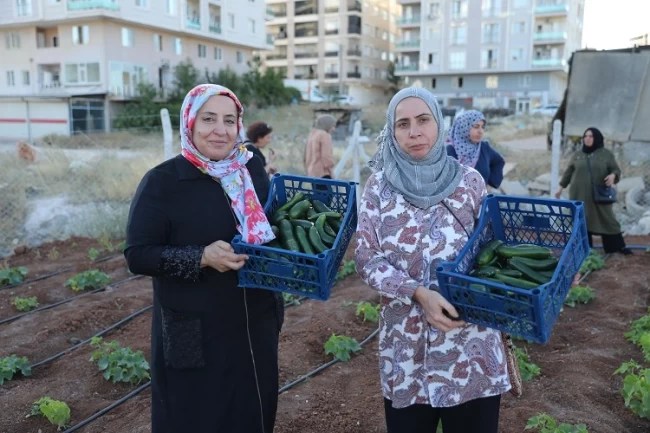 Mardin Artuklu Kent Kadın Bostanları'nda ilk hasat sevinci