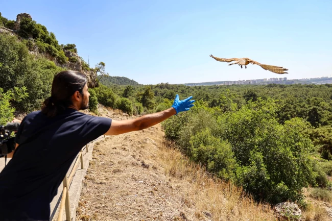 Antalya'da tedavisi tamamlanan kerkenezler doğaya salındı