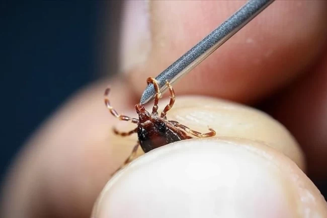 Uzmanı uyardı…Grip sandığınız ölümcül kene ısırığı olabilir!