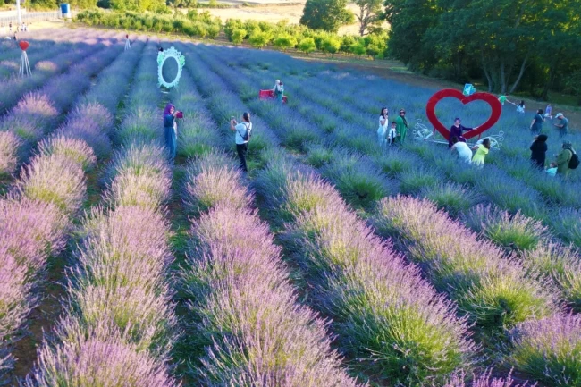 İzmit Belediyesi Lavanta Şenliği'ne yoğun ilgi