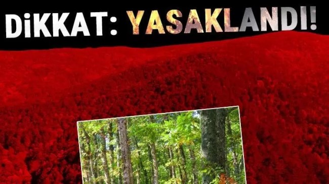 Kdz.Ereğli'nin 8 orman alanına giriş yasaklandı