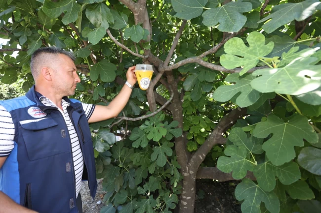 Muğla'da meyve sineği ile mücadelede feromon tuzaklar devrede!