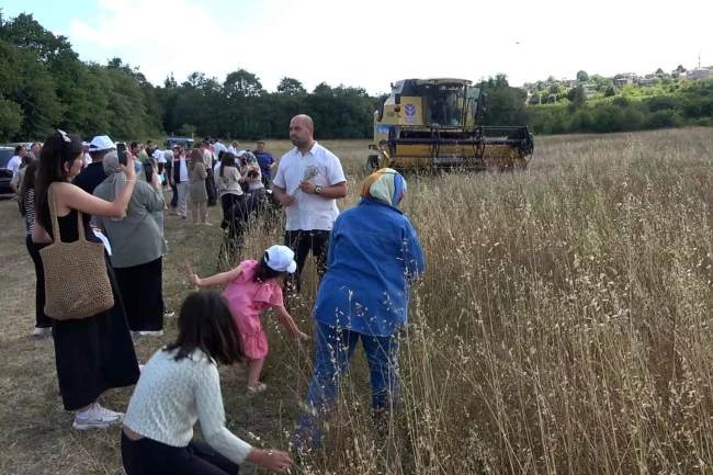 İstanbul Şile'de keten hasadı gerçekleştirildi
