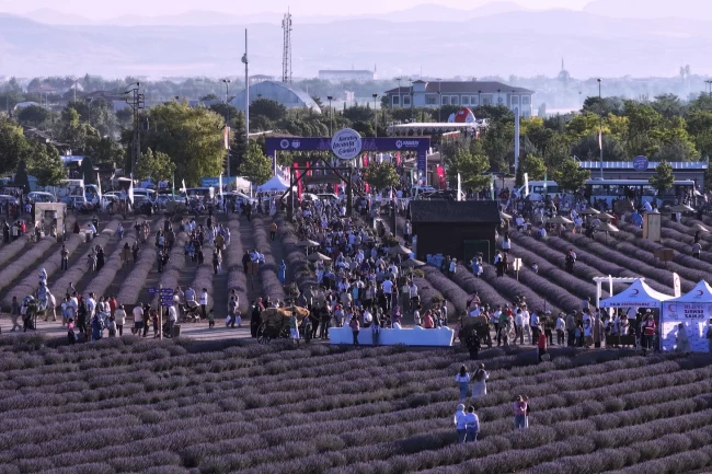 Konya Karatay'ın mor güzelliği rekorla taçlandı