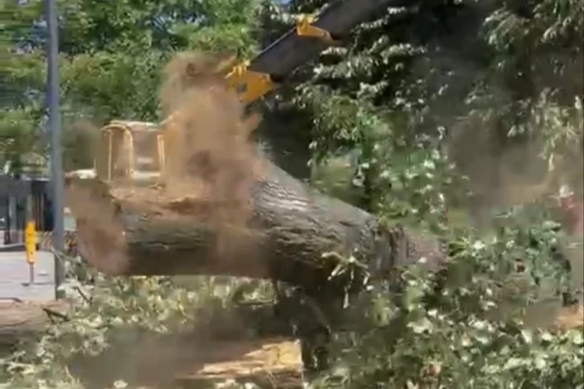 Düzce'de 100 yıllık ağaç kesildi, tepkiler yükseldi!