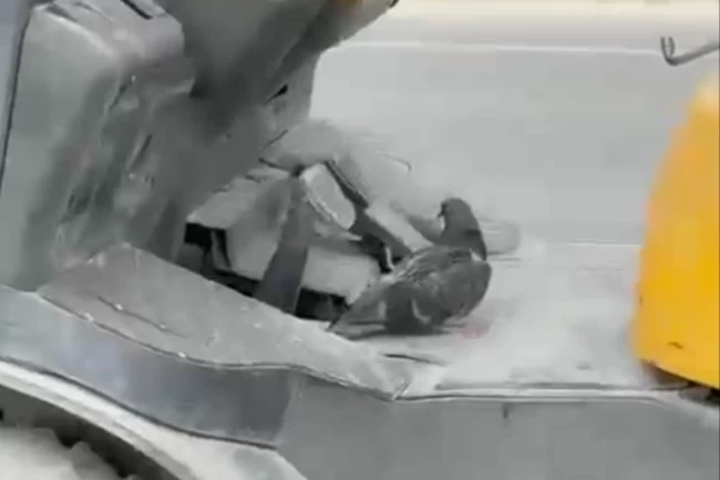 Düzce'de forkliftte seyahat eden kuş gülümsetti