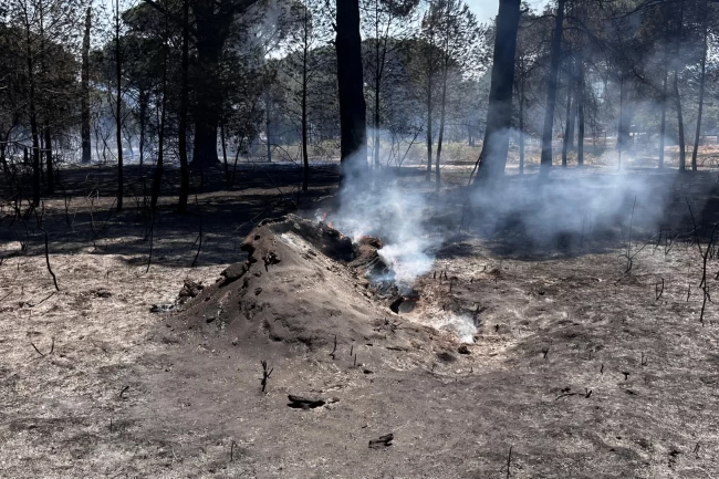 İzmir Bergama'daki orman yangını kontrol altında