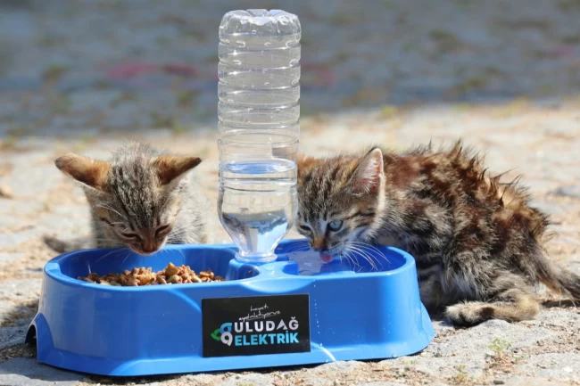 Uludağ Elektrik'ten sokak hayvanlarına yaz desteği! "Sevgimiz, Enerjimiz Sizinle" sürdürülüyor