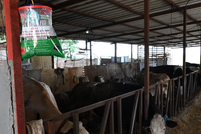 Manisa'da karasineğe karşı tedbir