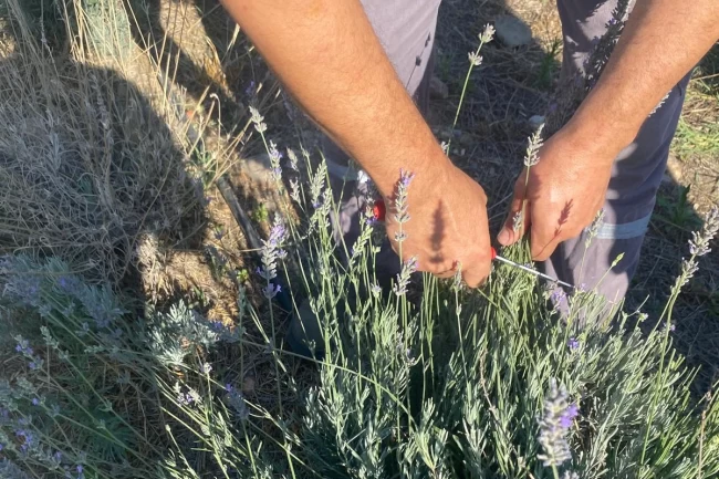 Muğla Milas Belediyesi lavanta hasadı gerçekleştirdi