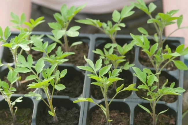 Milas'ta kışlık fidelerde yüzde 50 hibe desteği başlıyor!