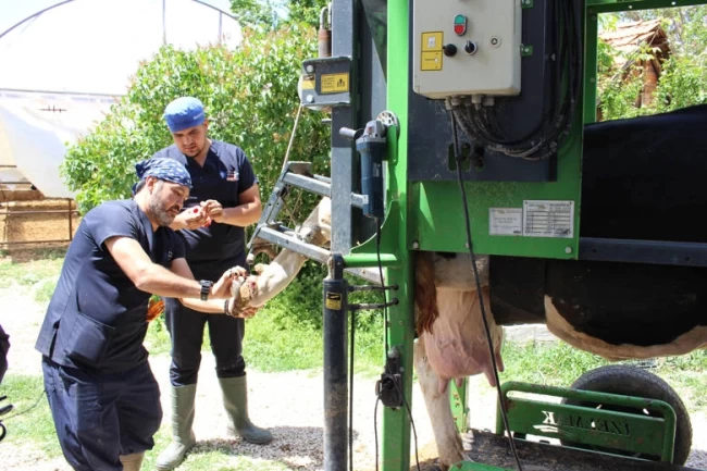 Antalya Büyükşehir'den çobanlara destek