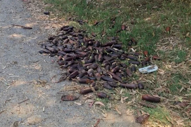 Mersin'de yere döktüğü 3. kalite patlıcanlar 17,2 milyon TL'ye patladı!