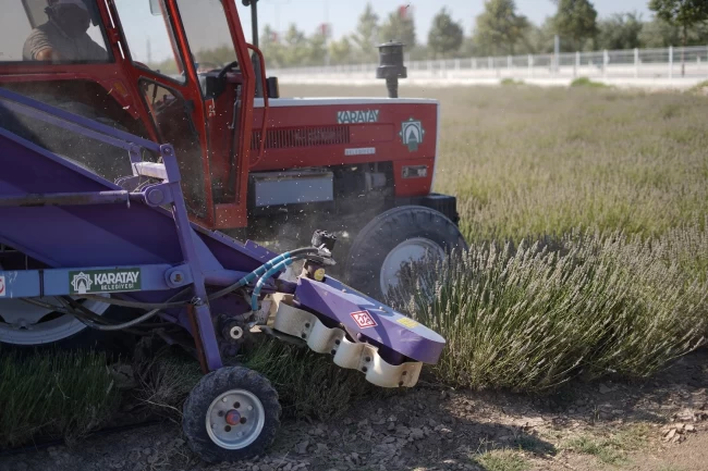 Konya Karatay Lavanta Bahçesi'nde hasat zamanı