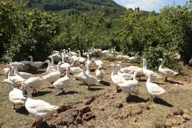 Ordu'da alım garantili kaz yetiştiriciliği üreticiye güven veriyor