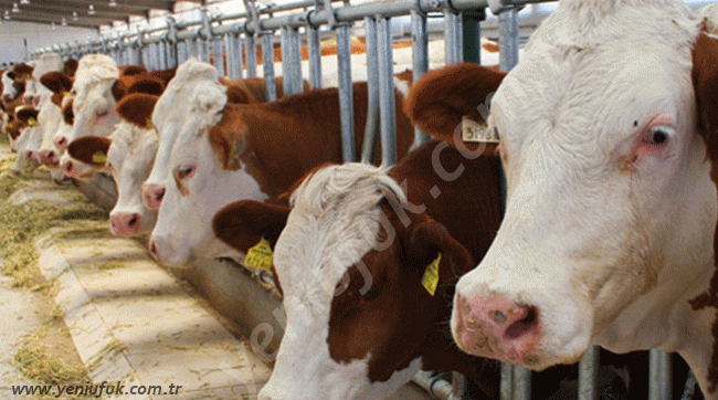 ET FİYATLARI İÇİN YENİ FORMÜL!..