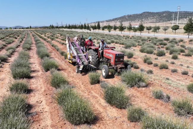 Konya Büyükşehir'in desteğiyle Güneysınır'da üretilen lavantaların hasadı yapıldı