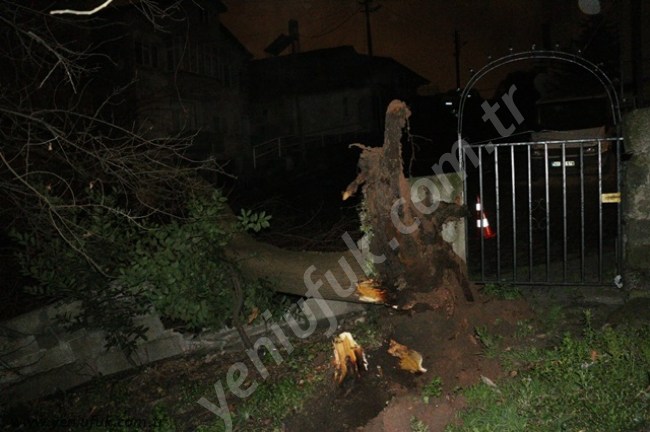 RÜZGARIN ŞİDDETİ AĞACI DEVİRDİ